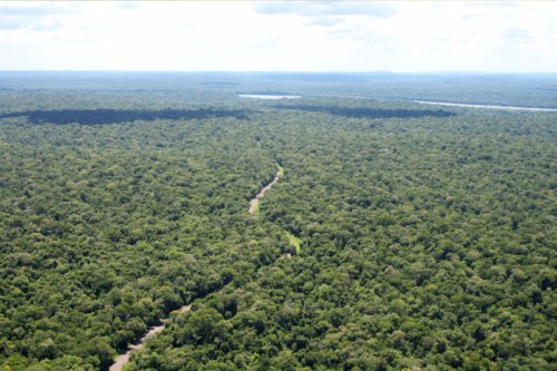 ブラジルのパラー州産とマットグロッソ州産イタウバ