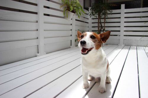 ウッドデッキで遊ぶ犬