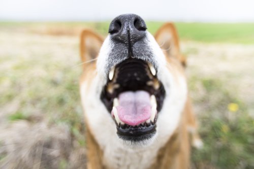 犬の無駄吠え